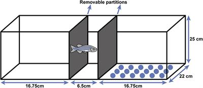 Differences in the Alcohol Preference Assessment of Shy and Bold Zebrafish